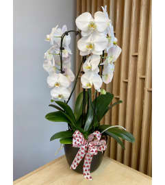 White Orchid Trifecta / Black Ceramic. An arrangement by Floral Images.