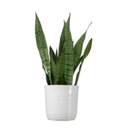 Asparagaceae Snake Plant. An arrangement by Flower Lane.