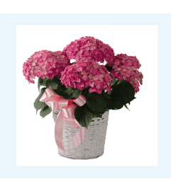 Lovely blooming hydrangea. An arrangement by Prestige Floral.