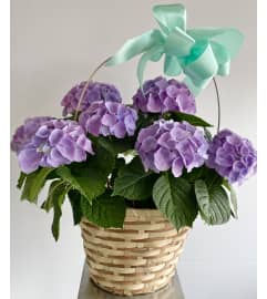 Hydrangea In Basket. An arrangement by Violeta's Flower Shop.