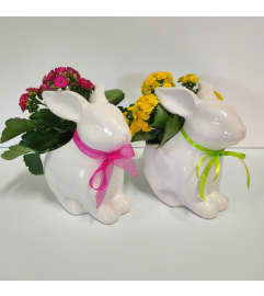 Bunny planter. An arrangement by Prestige Floral.