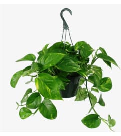 Pothos Hanging Basket - R. An arrangement by Tim's Florist and Garden.