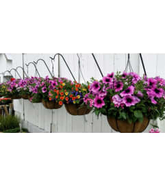 Designer Choice Spring Hanging Basket. An arrangement by Tim's Florist and Garden.