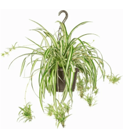 Perfect Spider Plant Hanging Basket-M. An arrangement by Triple A Florist.
