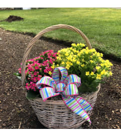 Kalanchoe Plant in Tin or basket Color may very. An arrangement by Renton Flower Shop. Kalanchoe Plant in Tin or basket Color may very. An arrangement by Renton Flower Shop.