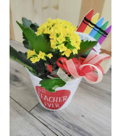 Teacher Gift- Flowering Plant. An arrangement by The Flower Hut.