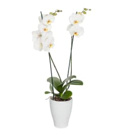 2 stem. An arrangement by Win's Flowers.