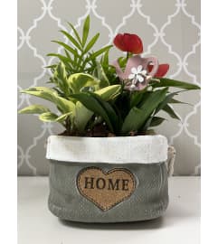 Dish Garden for Sweet Home. An arrangement by Shalimar Flower Shop.