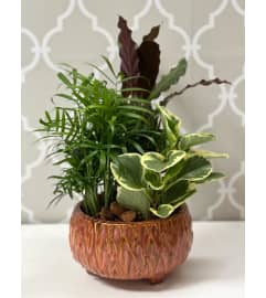 Rustic Brown Dish Garden. An arrangement by Shalimar Flower Shop.