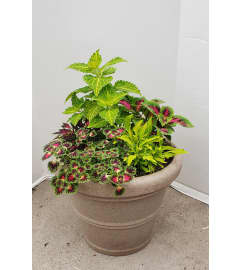 Patio Pot for Shade. An arrangement by Zaisers Florist and Greenhouse. Patio Pot for Shade. An arrangement by Zaisers Florist and Greenhouse.