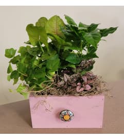 PINK PAINTED WOODEN BOX GARDEN. An arrangement by Last Minute Gifts and Flowers.