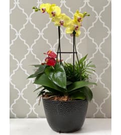 Bright Orchids in a Dish Garden. An arrangement by Shalimar Flower Shop.