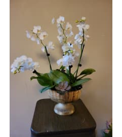 Stunning Orchid Garden. An arrangement by Foraged Floral of Cape Cod.