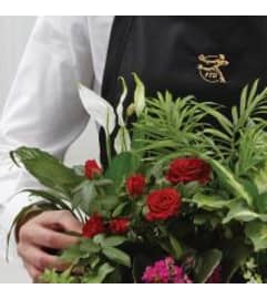 Mixed Indoor Planter. An arrangement by Jennings Florists.