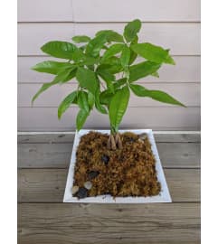 Maezy's Petals Money Tree. An arrangement by Maezy's Petals.