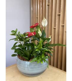 Anthurium and Peace Lily Planter. An arrangement by Floral Images.