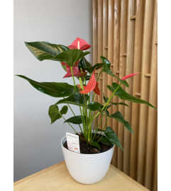 8 Pink Anthurium Plant. An arrangement by Floral Images.