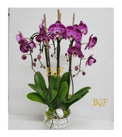 Amethyst Affection Orchids. An arrangement by Brickell Exclusive Blooms.