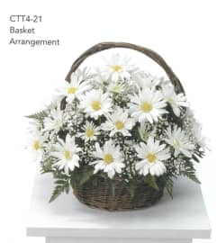 Daisy Basket Arrangement CTT4-21. An arrangement by Roma Flowers and Gifts.