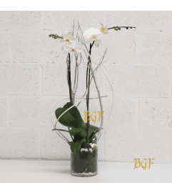 Modern Orchid in Glass. An arrangement by Brickell Exclusive Blooms.