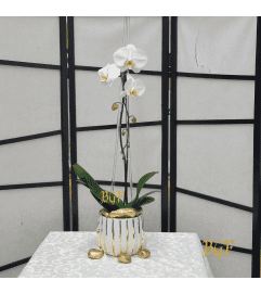 White Orchid and Acrylic. An arrangement by Brickell Exclusive Blooms.