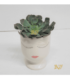 Succulent On My Mind. An arrangement by Aventura Glamour Flowers. Succulent On My Mind. An arrangement by Aventura Glamour Flowers.