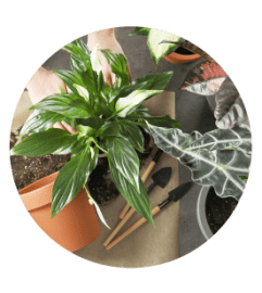Designers Choice Plants. An arrangement by Flower Lane.