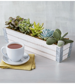 Succulents in Wood. An arrangement by Brickell Exclusive Blooms.