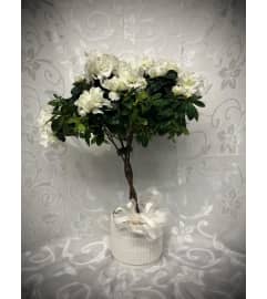 White Braided Azalea Tree. An arrangement by Awesome Blossom. White Braided Azalea Tree. An arrangement by Awesome Blossom.