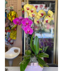 Large Orchid Plants. An arrangement by Sunrise Floral and Gifts.