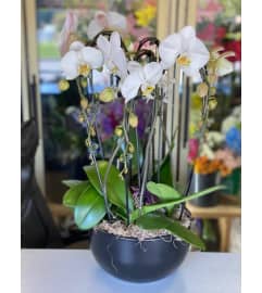 Premium Orchids. An arrangement by Flamingo Floral and Gifts.