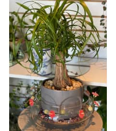 Bonsai Tree with Modern Desigh Container. An arrangement by Sunrise Floral and Gifts.