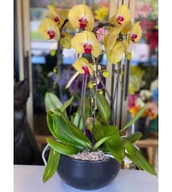 Waterfall Orchid Plants. An arrangement by Sunrise Floral and Gifts.