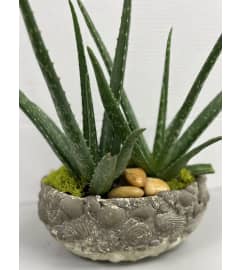 AloeVera Planter. An arrangement by Shalimar Flower Shop.