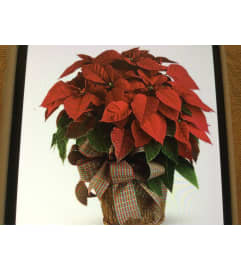 Red red poinsettia. An arrangement by Kitchener Ontario Florist.