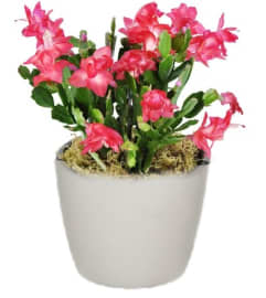 Lovely Christmas Cactus. An arrangement by Awesome Blossom.