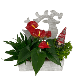 Reindeer Tropical Box. An arrangement by Shalimar Flower Shop. Reindeer Tropical Box. An arrangement by Shalimar Flower Shop.