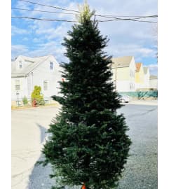 Fraser Fir Tree. An arrangement by Violeta's Flower Shop.