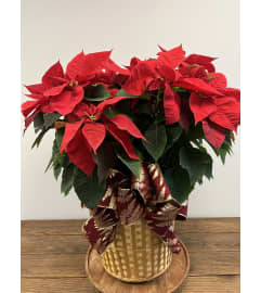 Poinsettia 36. An arrangement by Susana's Flowers.