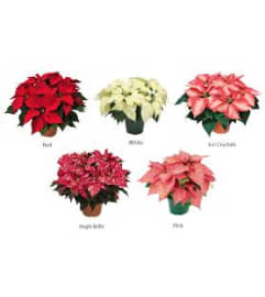 Poinsettia - Designer's Choice of Color. An arrangement by Encore Florals, Wine and Gifts.