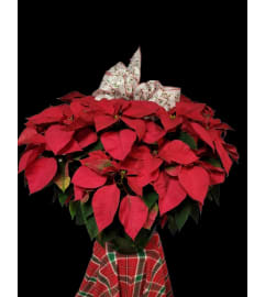 Prancer's Perfect Poinsettia Plant. An arrangement by Seithel's Florist.