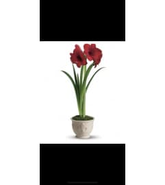 Stunning Amaryllis. An arrangement by Osborne Florist.