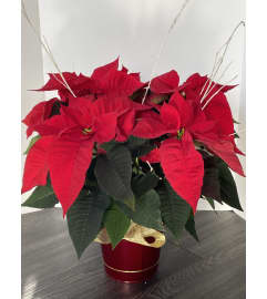 Poinsettia Christmas Flower. An arrangement by Violeta's Flower Shop.