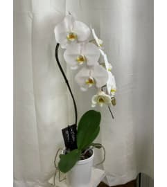 White Waterfall Orchid Plant with Holiday Lights. An arrangement by Floratechnics.