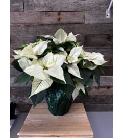 Snowy Winter Bloom. An arrangement by The Farm and Floral Market.