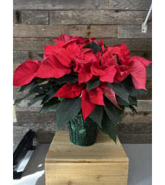 Ruby Winter Bloom. An arrangement by The Farm and Floral Market.