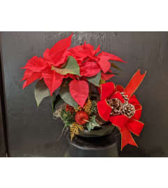 Christmas Wonders Planter. An arrangement by Fleur du Jour.