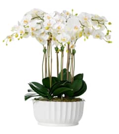 ORCHID DYNASTY. An arrangement by Twigs Flower Company.