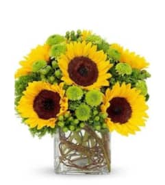 Sunflowers Surprise. An arrangement by Butterflies Flower Shop.