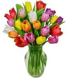 Assorted Double Tulips ** Colors will Vary **. An arrangement by Owen Sound Flowers.